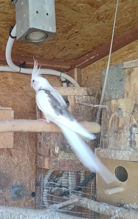 Papugi - papuga nimfa - dorosłych samiec.