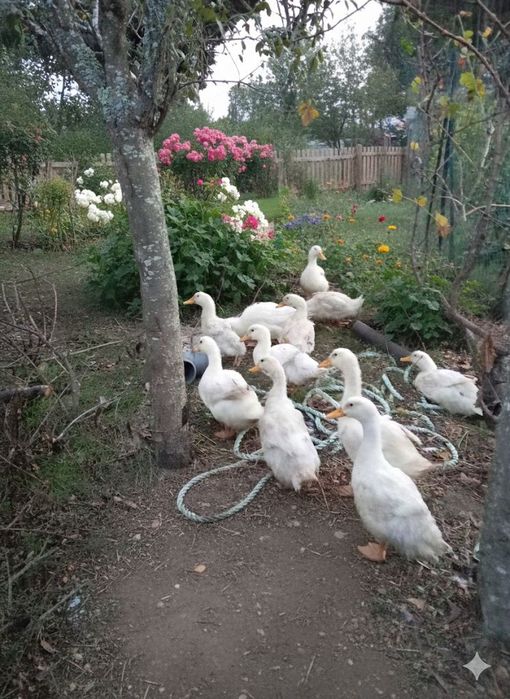 Patos Pequim brancos