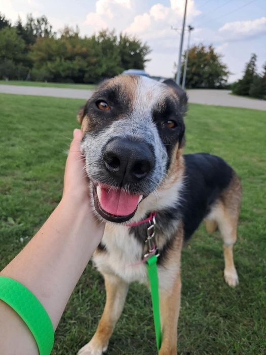 Imbirek czeka na domek