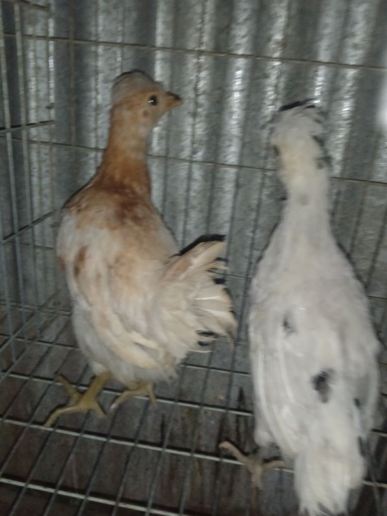 Coquinhos jovens
