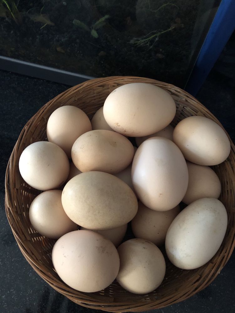 Ovos de galinha  biologicos.