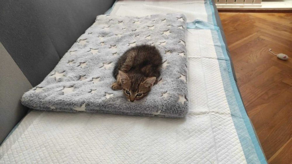 Mały Dali czeka na swój dom