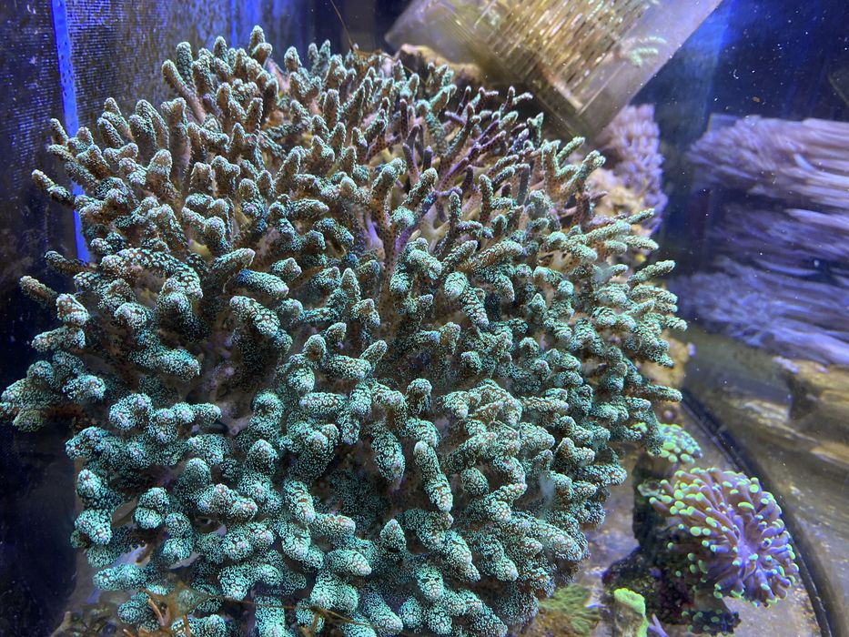 Seriatopora matecznik koralowiec akwarium morskie