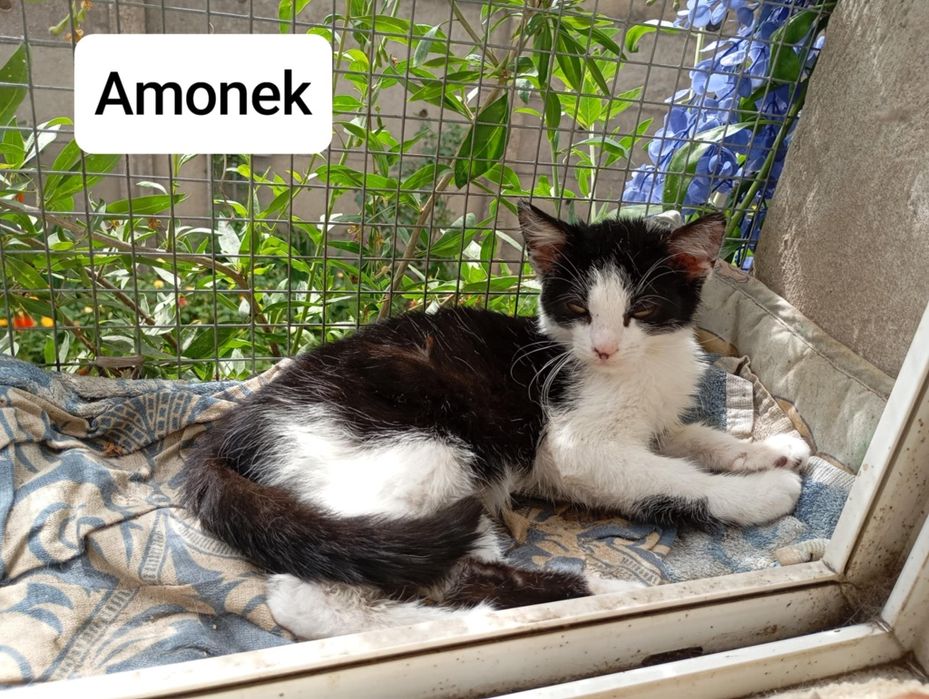 Kociaczki do Adopcji
