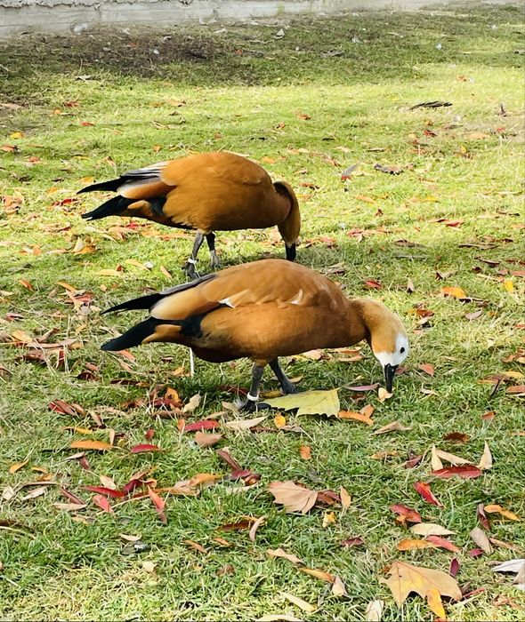 Kazarka ruda para lęgowa