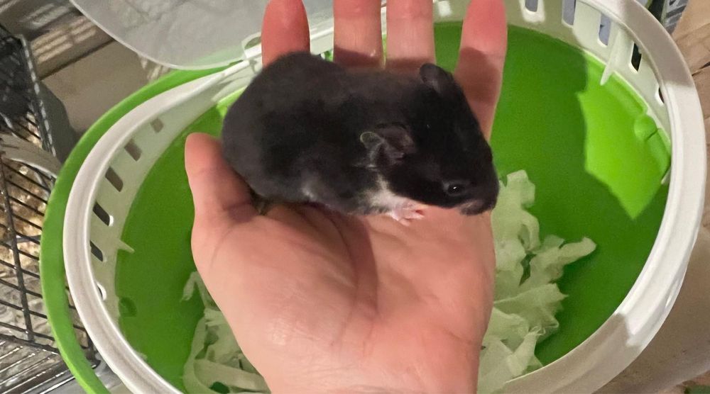 Na sprzedaz Chomik syryjski