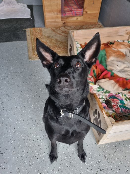 Titi - psiak idealny! adoptowana jako szczeniak, oddana po 2 latach