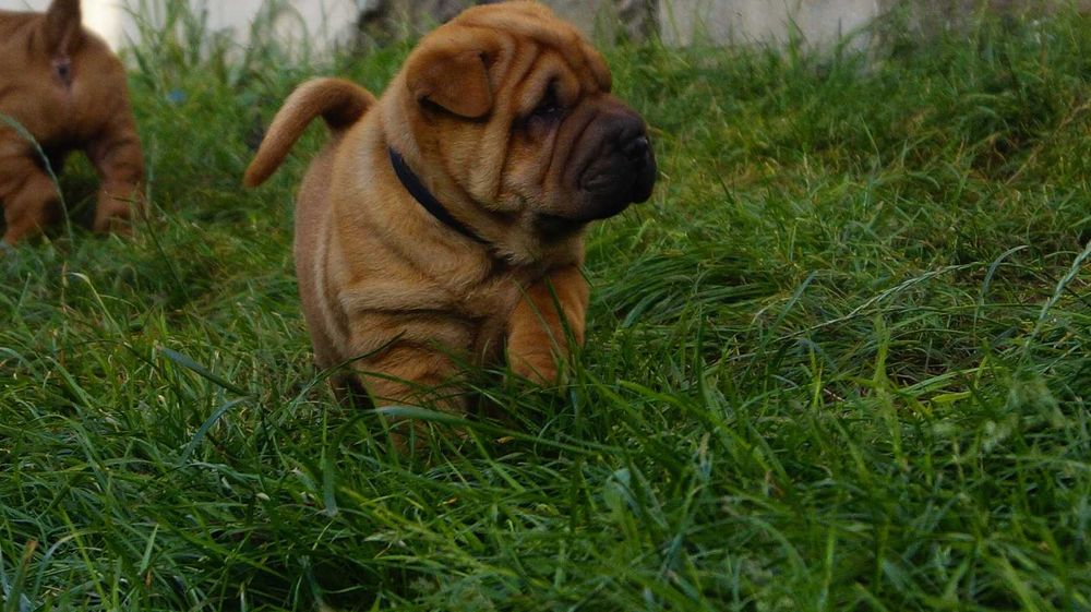 Eter rudy Shar Pei szczeniak z rodowodem, rodzice importowani FCI