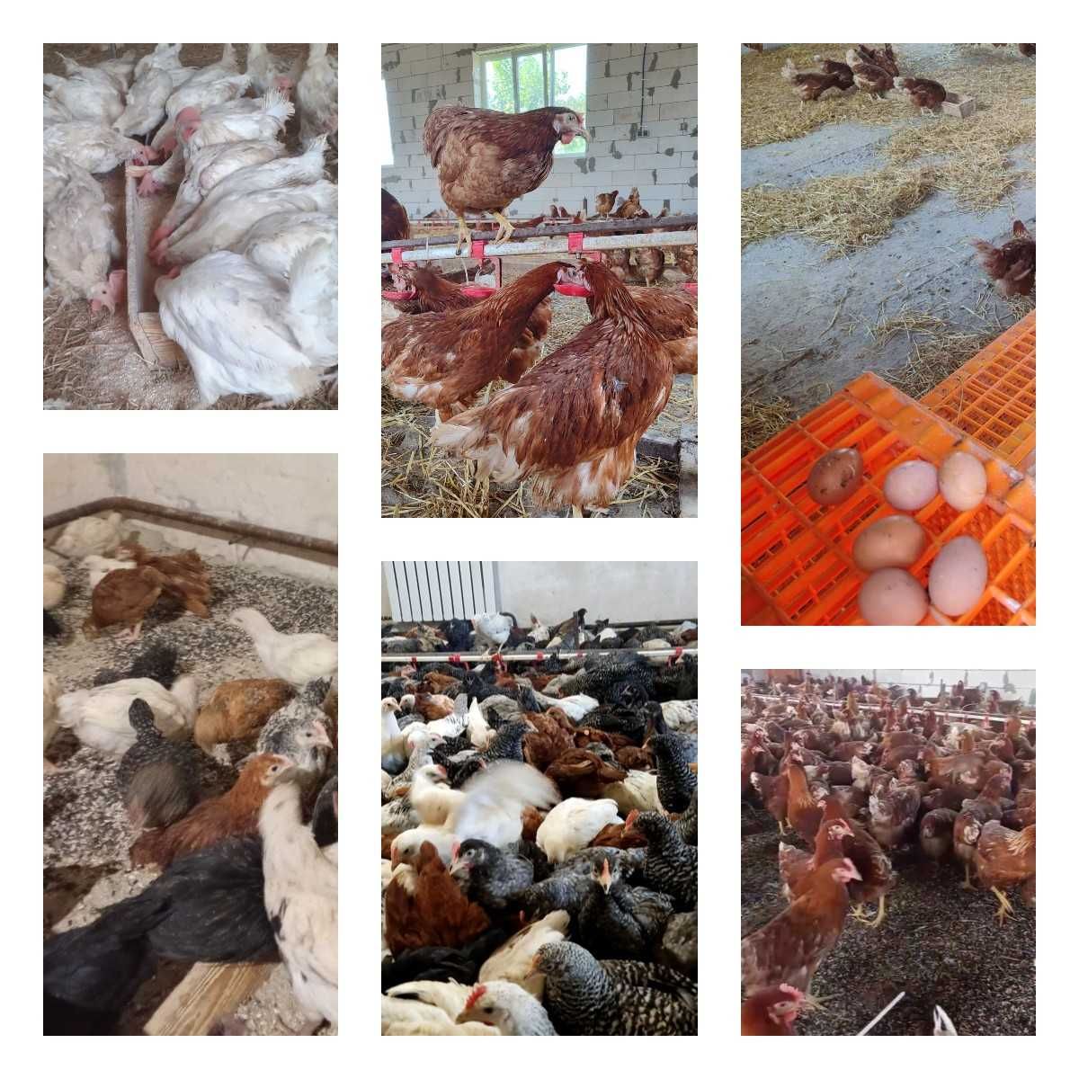 Продам кури несушки! Доставка безкоштовна. Полтава!