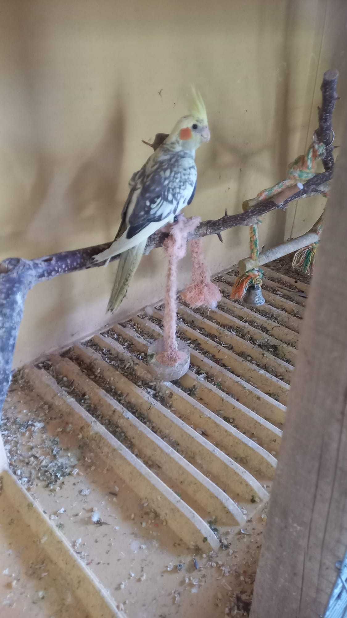 Caturra macho criada a mão muito mansa