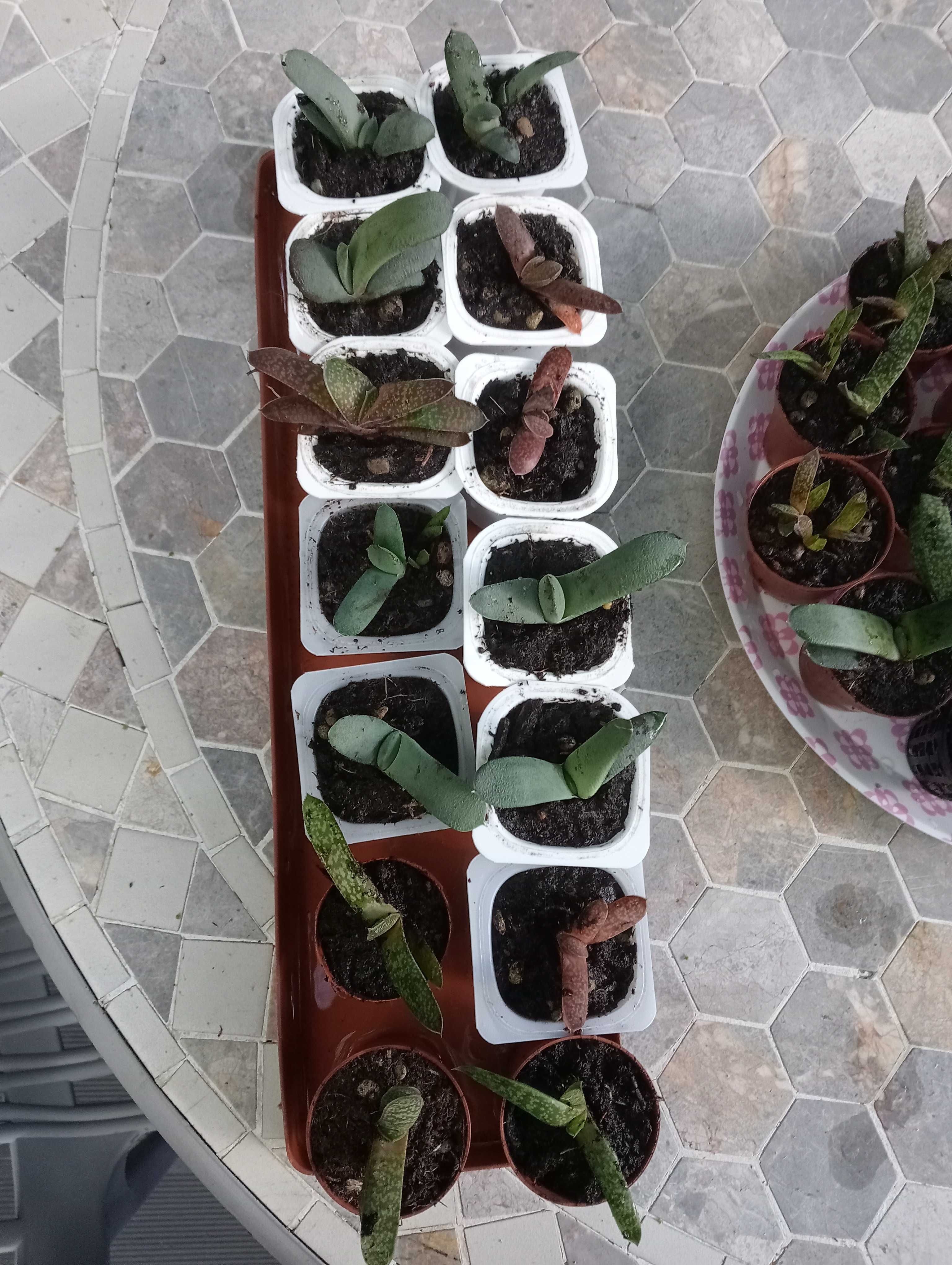 Planta suculenta, tenho vários para venda(ver fotos)