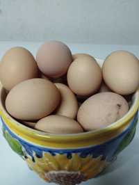 Ovos caseiros boa qualidade.
