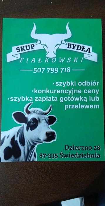 Krowa jalowka byk
