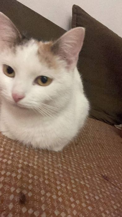 Zaginęła kotka Meliska