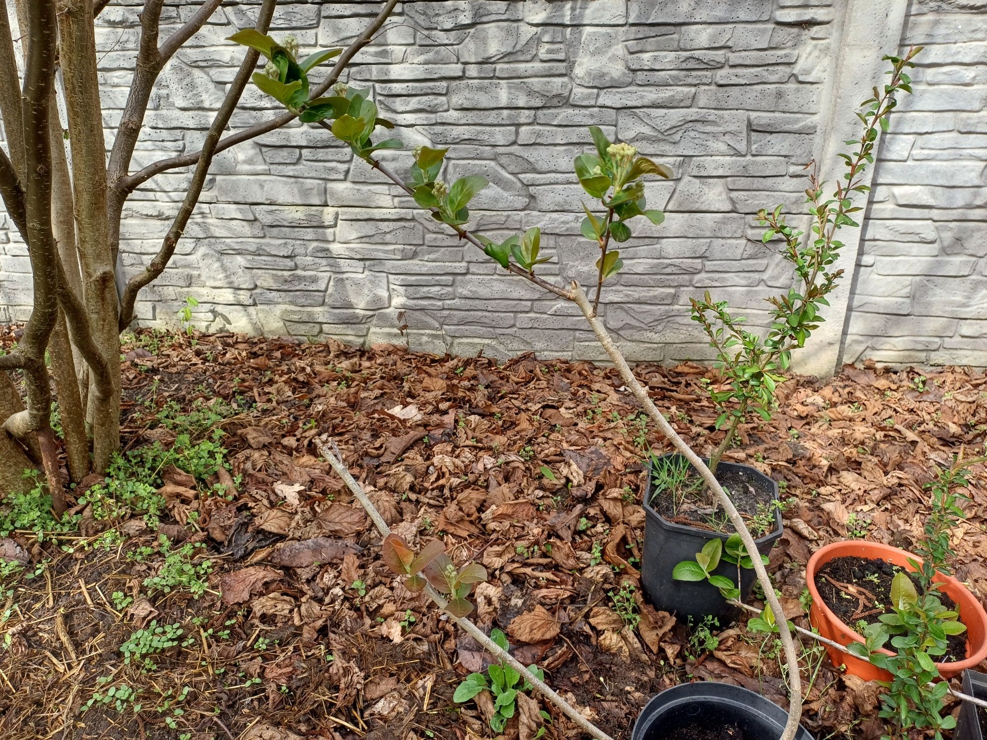 Aronia krzew jadalny.