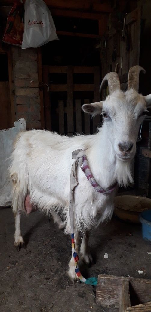 Продам коз и козлят г.Измаил