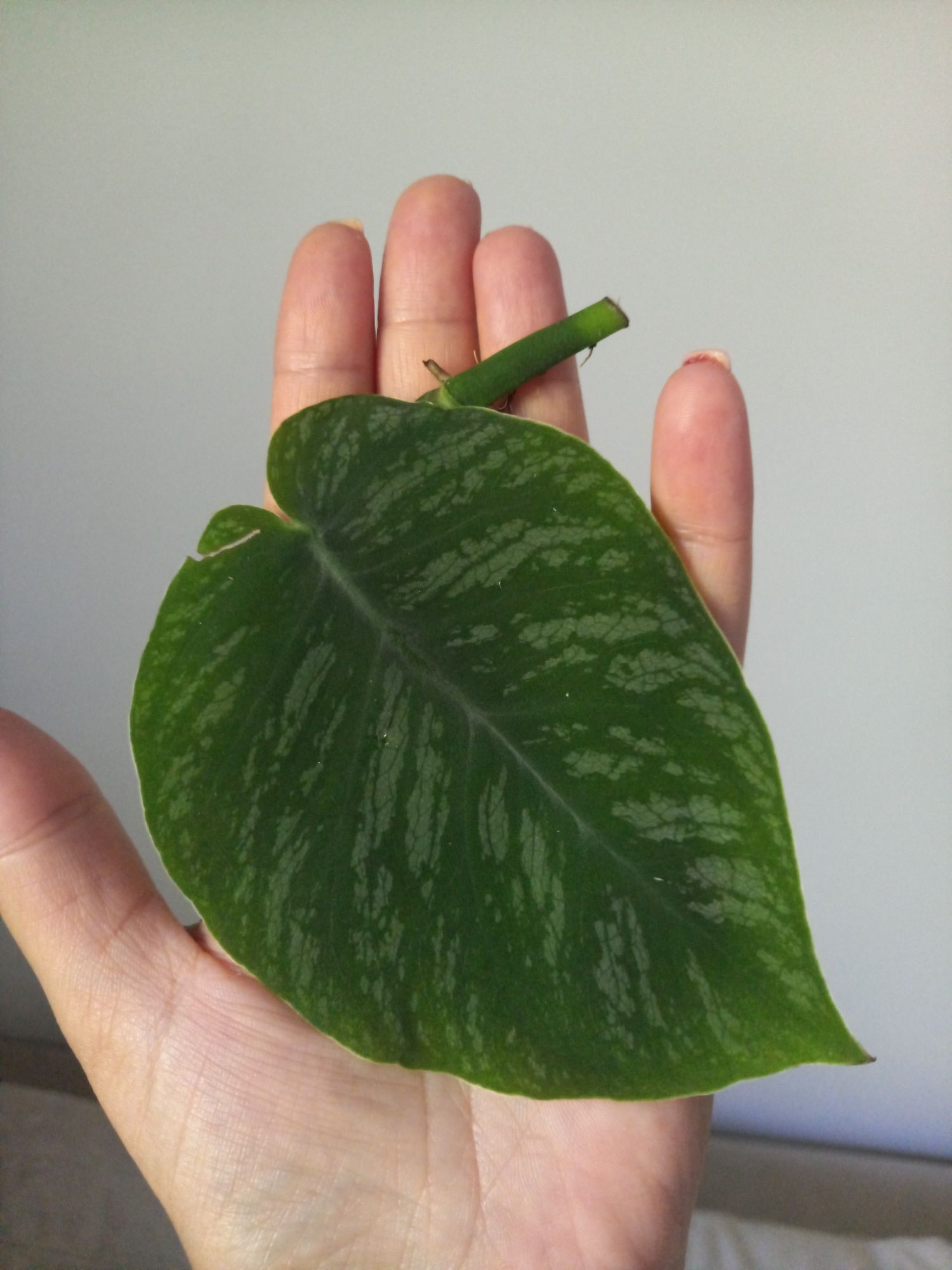 Monstera Dubia duży liść