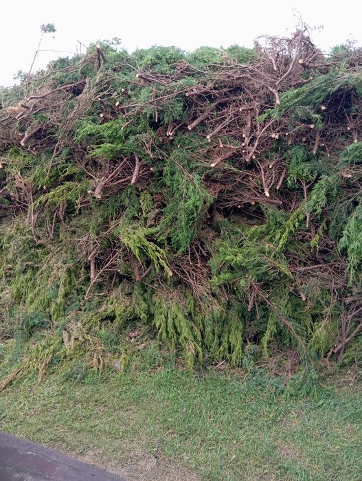 Oddam za darmo gałęzie