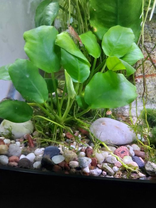 Anubias młoda roślina