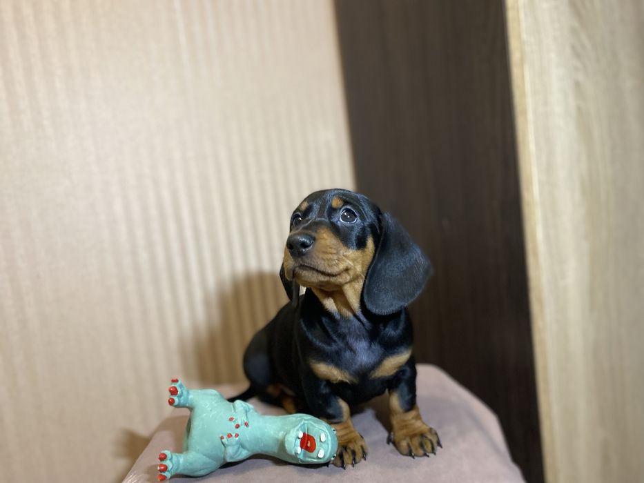 Чистокровна такса, чорна рижа руда