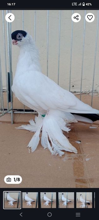 Gołębie ozdobne krymka białostocka czarny samiec 25