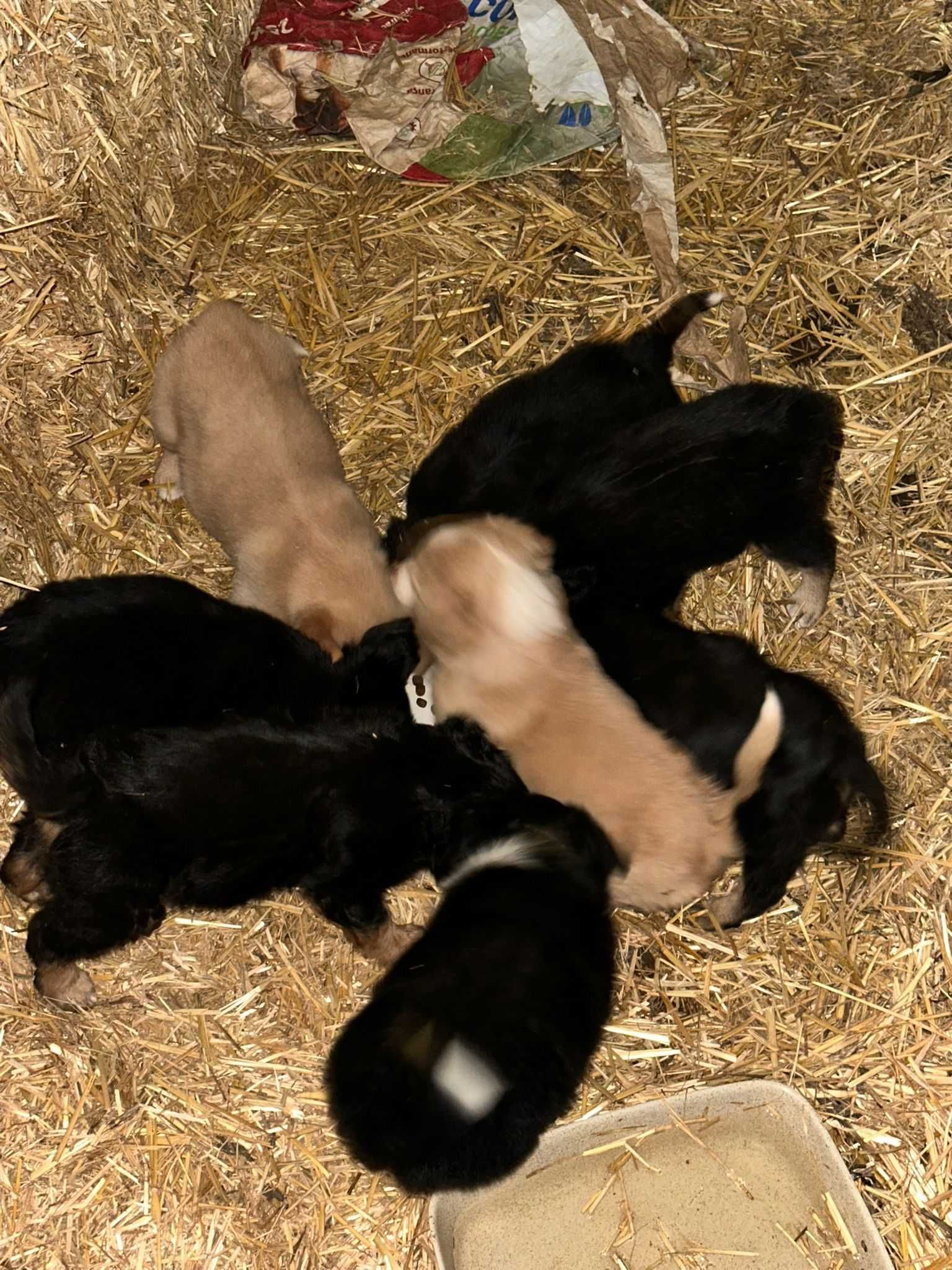 Cachorros cruzados de border collie para adoção