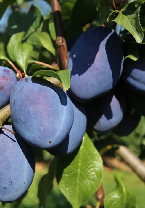 Sprzedam drzewka śliw Producent