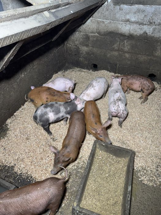 Leitoes pietrain e duroc