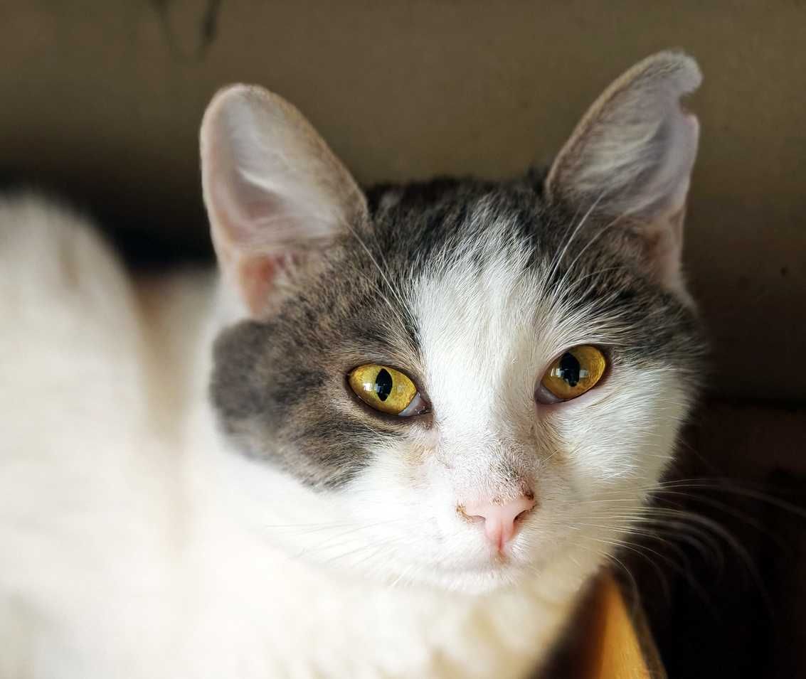 Фанні 1 рік, шукає сім`ю, кот коти котенок кіт котики кішка котик