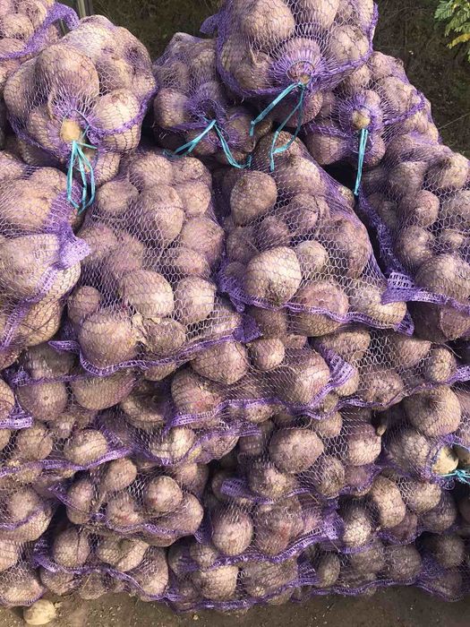 Столовий буряк продам