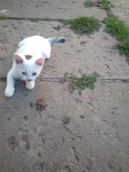 Віддамо безкоштовно котиків