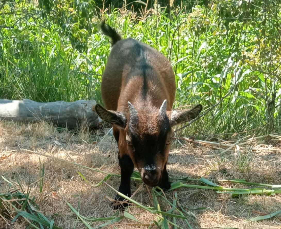 Casal de Cabras anas desparasitadas