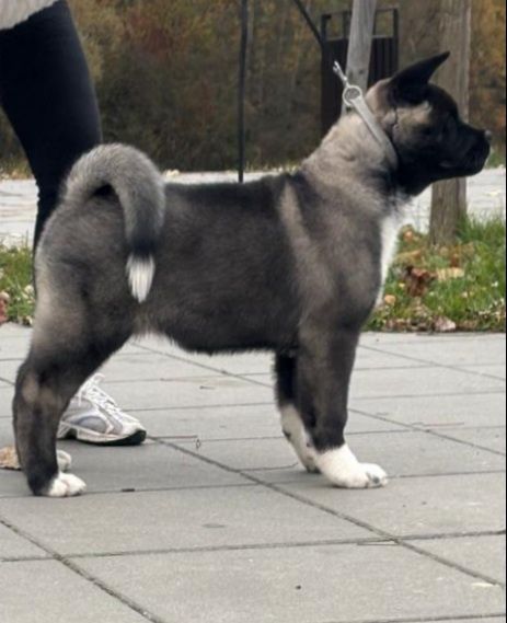 Akita Amerykańska  Himeko Hirrani  FCI