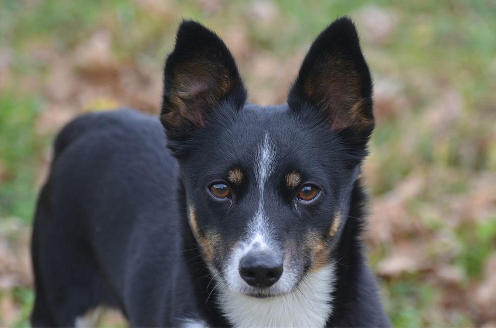 TONI- do adopcji