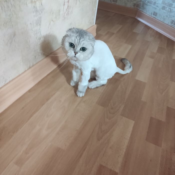 Сертифікований грумер.Грумінг салон вул. Перемоги