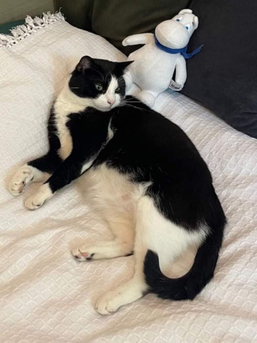 Kot szuka swojego czlowieka