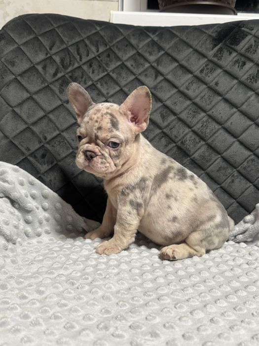 Голубі, шоколадні, мерле карапузики в люблячі родини!