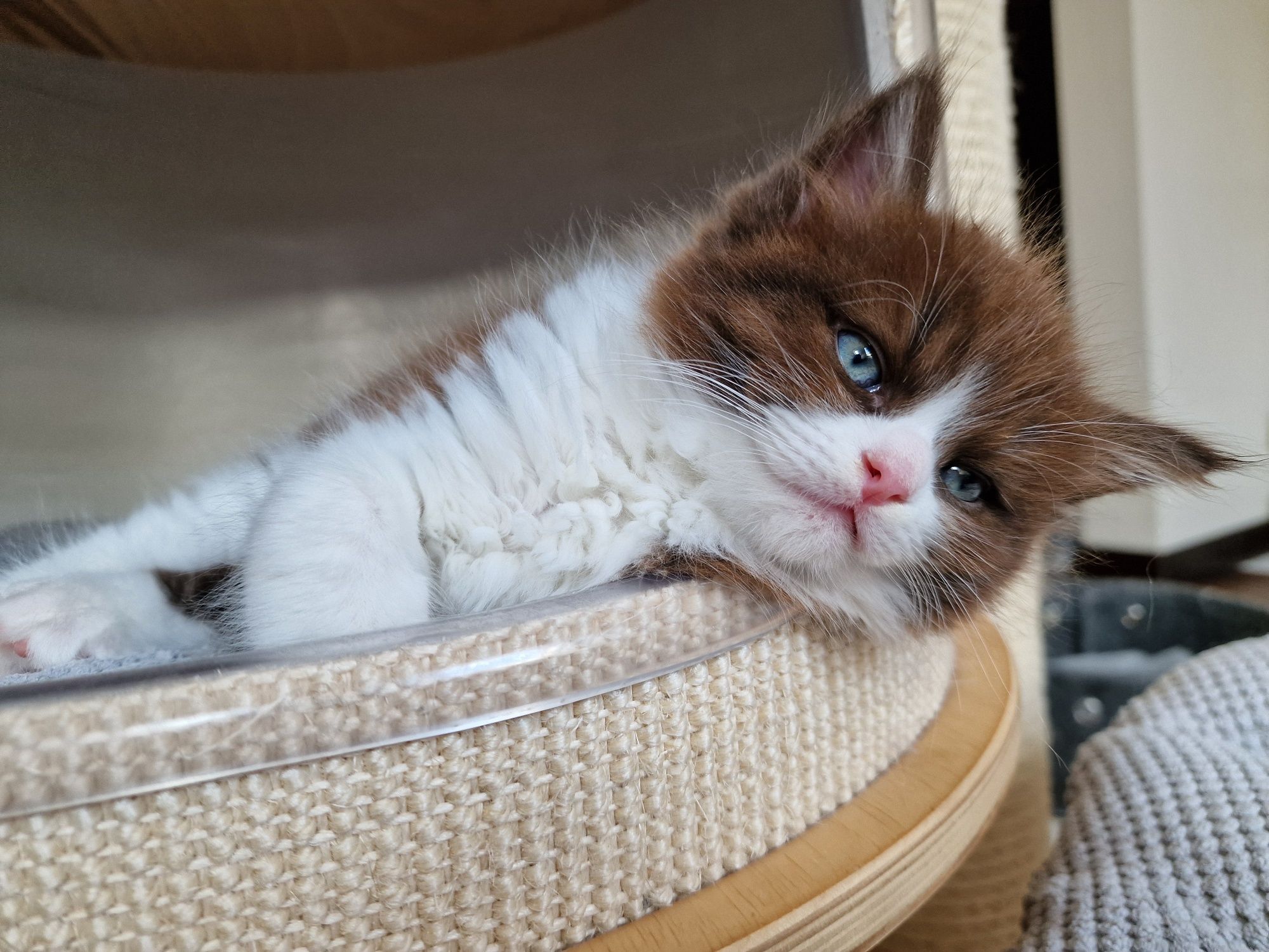 Ragdoll cherubim kocurek