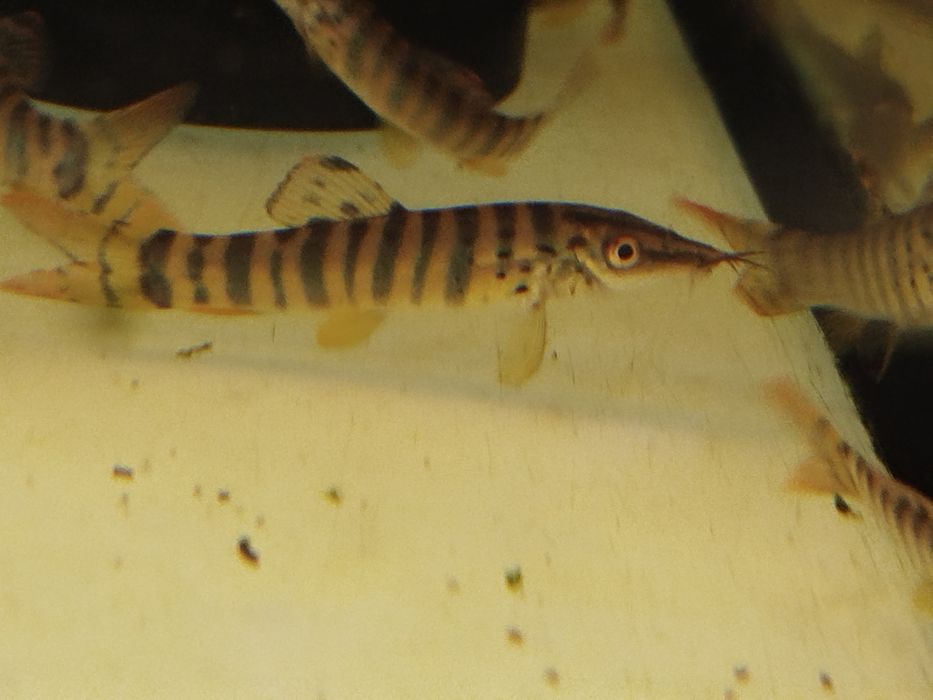 Bocja tygrysia  ( Syncrossus helodes )