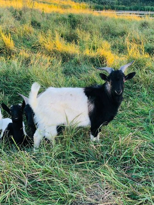 Продам молодих кітних кізочок  1 рік