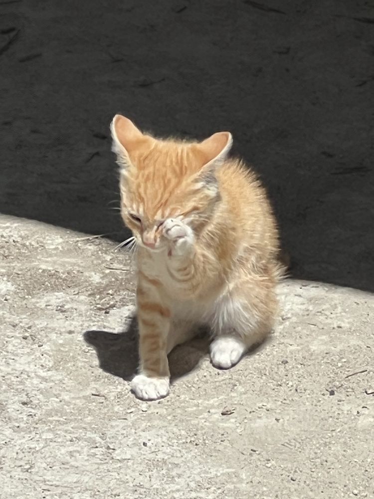 Gata bebe para adoção responsável
