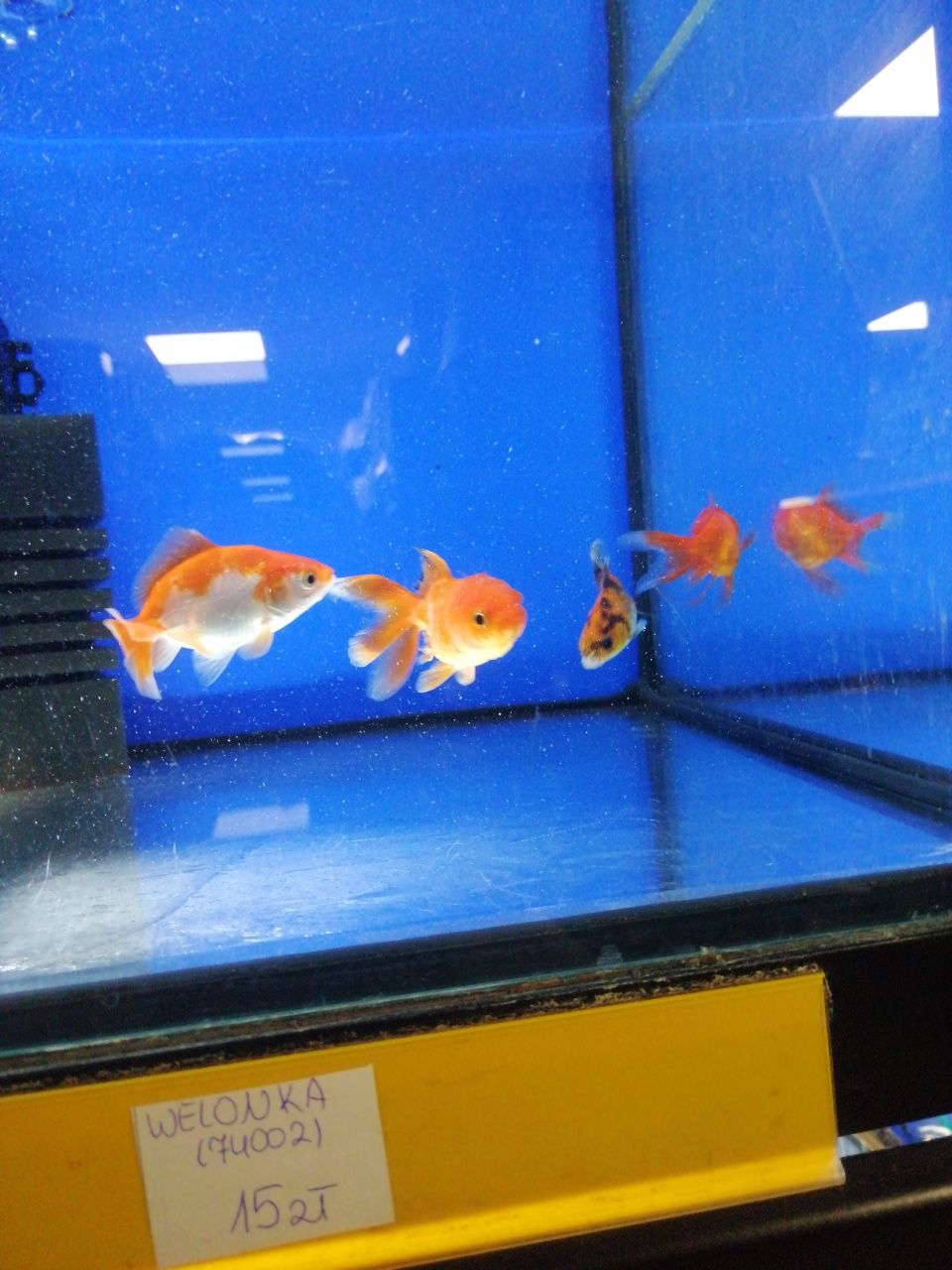 Welonka, Oranda, złota rybka