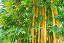 Vendo sementes bambusa arundinacea