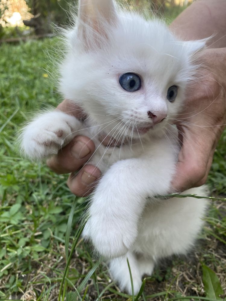 Кошеня. Віддам у добрі руки
