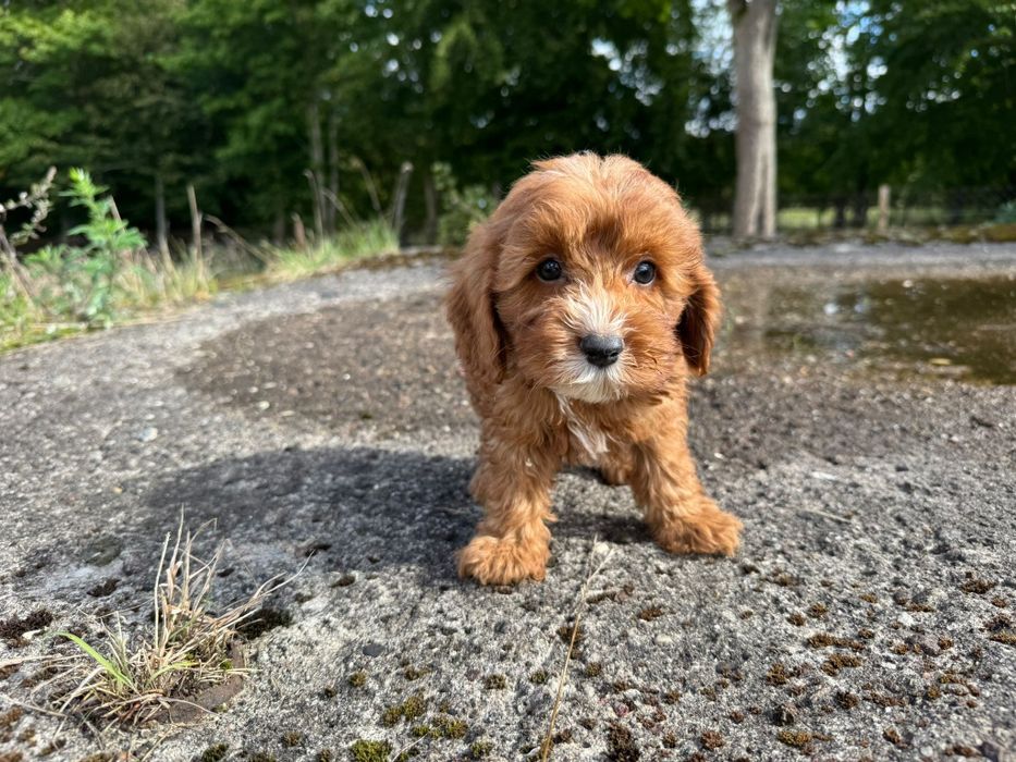 cavapoo szczeniak