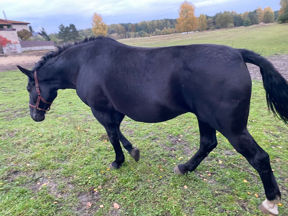 Sprzedam karą klacz