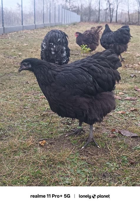 Kury koguty orpington