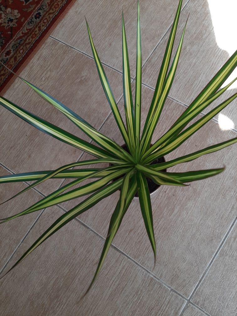 Dracena angustifolia obrzeżona.