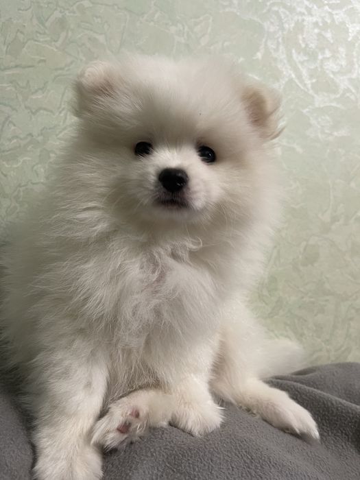 Щенок шпиц мальчик