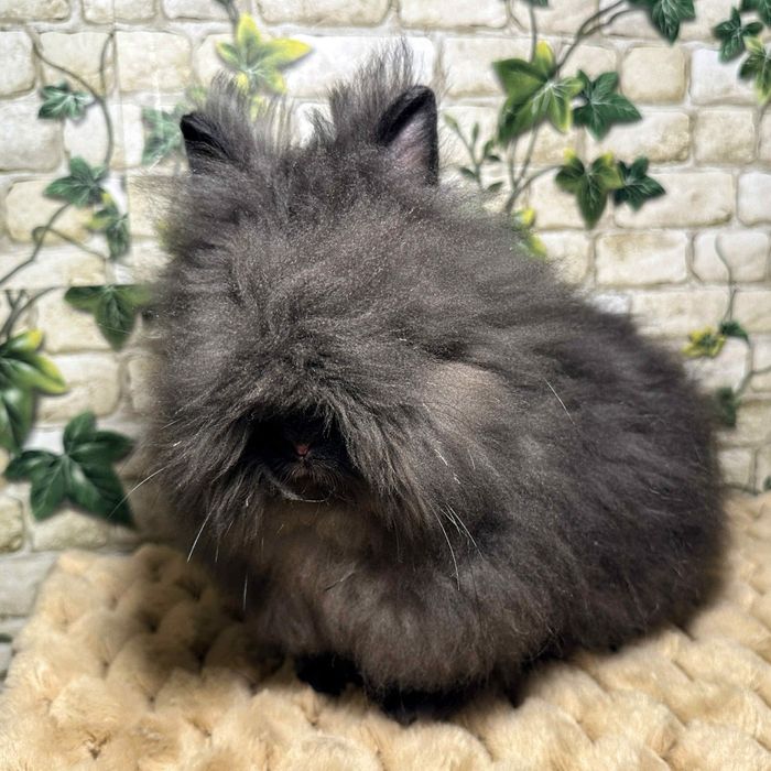 Króliczki Karzełki Teddy